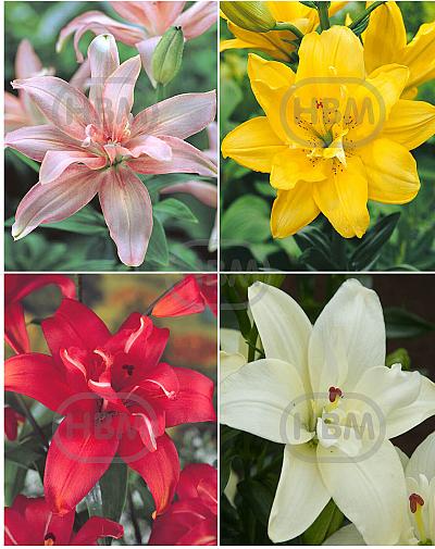 S32 Lilium Double Asiatic (4x30) x 60