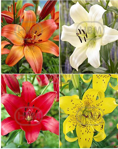 S32 Lilium L.A. (4x30) x 60