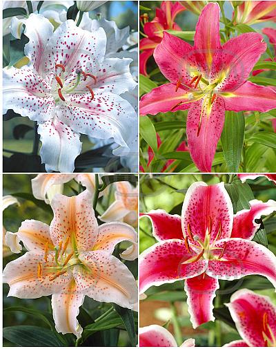 S32 Lilium Oriental A (4x30) x 60