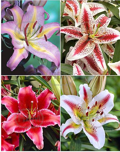 S32 Lilium Oriental B (4x30) x 60