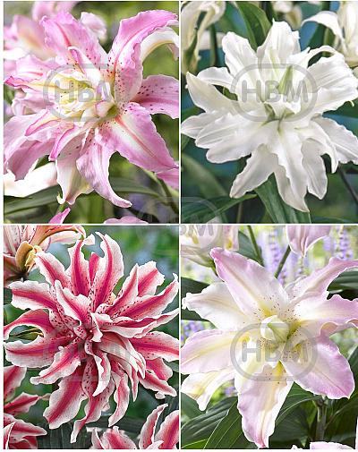 S32 Lilium Double Oriental (4x30) x 60
