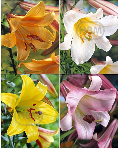 S32 Lilium Trumpet (4x30) x 60