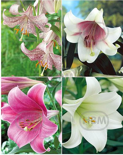S32 Lilium L.O. (4x30) x 60