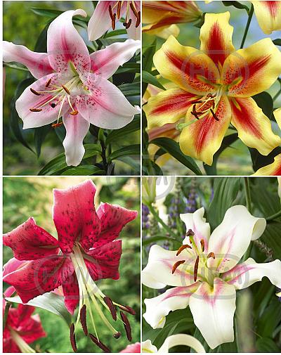 S32 Lilium O.T. 1 (4x30) x 60
