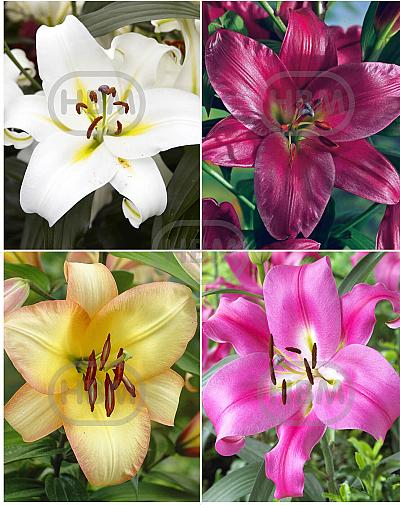 S32 Lilium O.T. 2 (4x30) x 60
