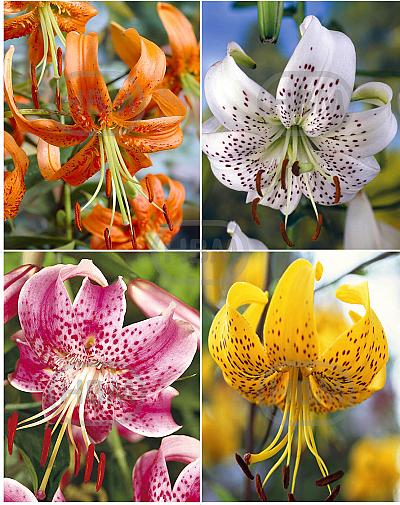 S32 Lilium Specie (4x30) x 60