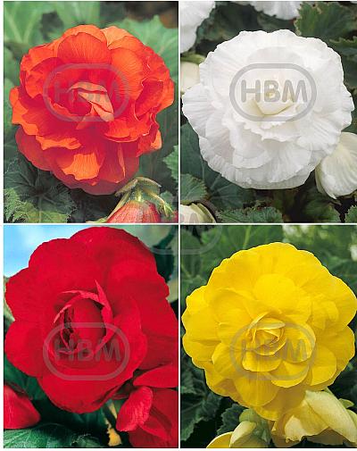 S24 Begonia Double (4x40)