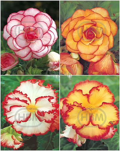 S24 Begonia Bicolor (4x40)