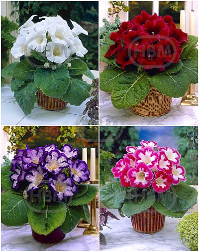 S24 Gloxinia A (4x40)