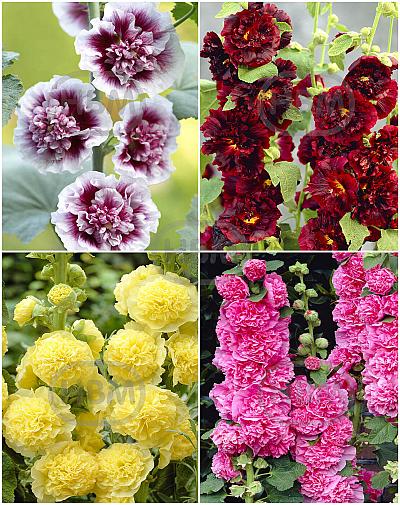 S32 Alcea Double (4x15)