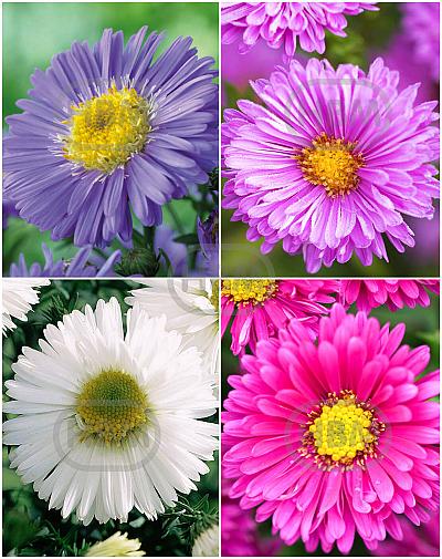 S32 Aster (4x15) x 60