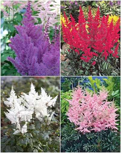 S32 Astilbe (4x12) x 48