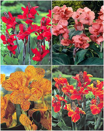 S32 Canna (4x15) x 60
