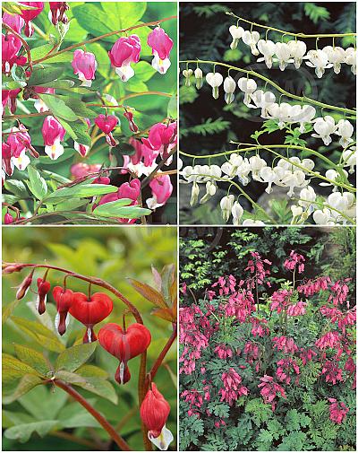 S32 Dicentra (4x12) x 48