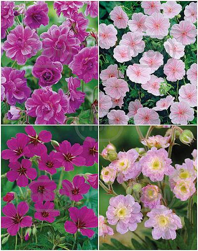S32 Geranium (4x15) x 60