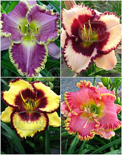 S32 Hemerocallis C (4x12) x 48