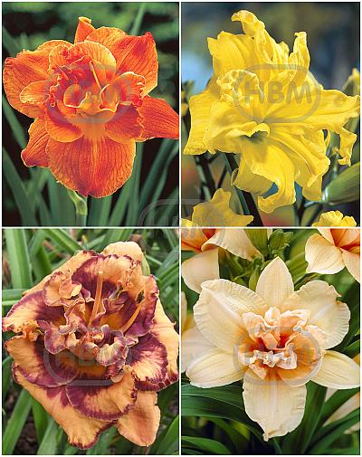 S32 Hemerocallis Double A (4x12) x 48