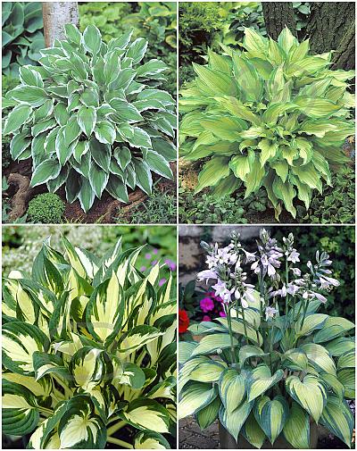 S32 Hosta A (4x15) x 60