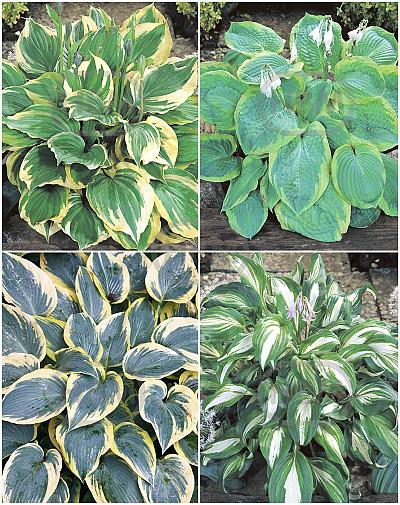 S32 Hosta B (4x15) x 60
