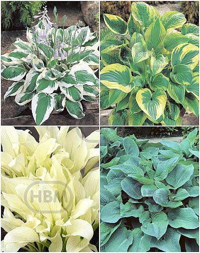 S32 Hosta C (4x15) x 60