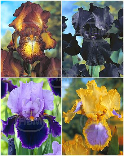 S32 Iris Germanica A (4x15) x 60