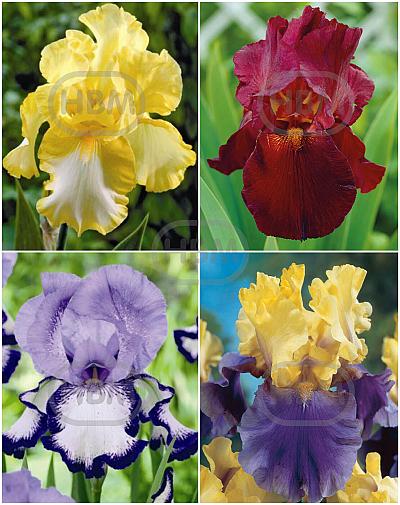S32 Iris Germanica C (4x15) x 60