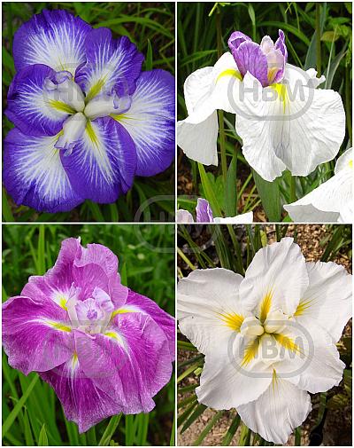 S32 Iris Ensata (4x15) x 60