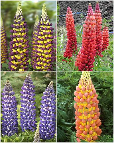S32 Lupinus  (4x15) x 60