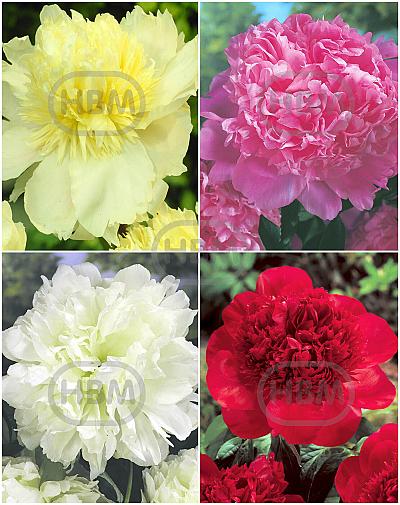 S32 Paeonia A (4x12) x 48