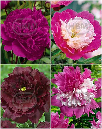 S32 Paeonia B (4x12) x 48