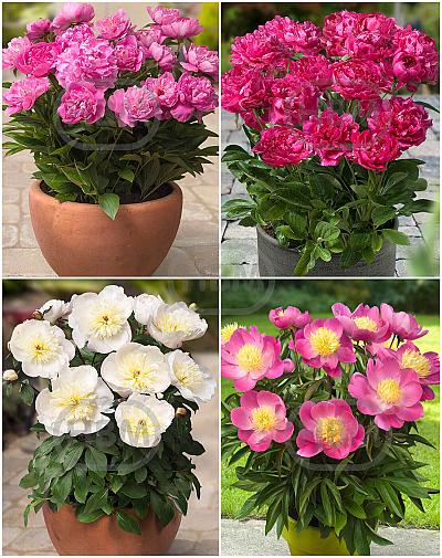 S32 Pots Paeonia (4x12) x 48