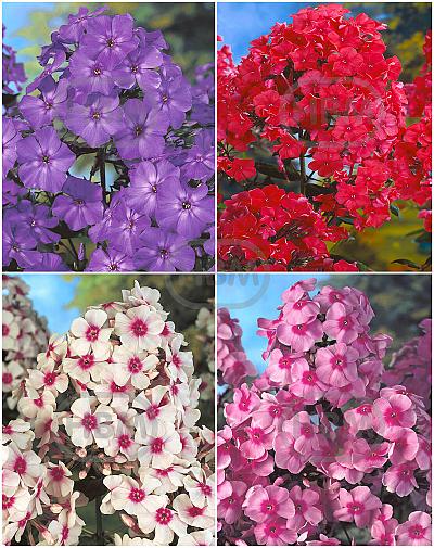 S32 Phlox A (4x15) x 60