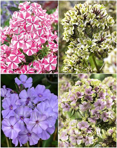 S32 Phlox B (4x15) x 60