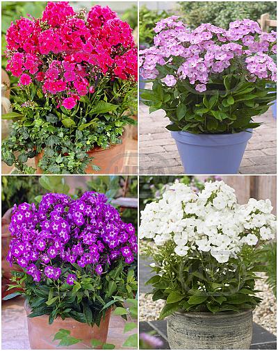 S32 Pots Phlox (4x15) x 60