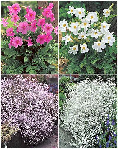 S32 Incarvillea - Gypsophylla (4x15) x 60