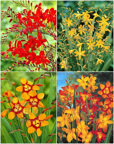 S15 Crocosmia (1x100,3x200)
