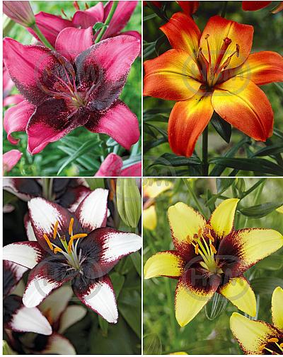 S32 Lilium Asiatic Bi-Color (4x30) x 60
