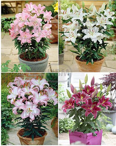 S32 Lilium Pot Oriental (4x30) x 60