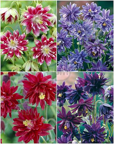 S32 Aquilegia Double (4x15) x 60