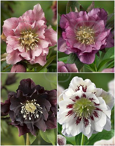 S32 Helleborus Double Ellen 1 (4x15) x 60