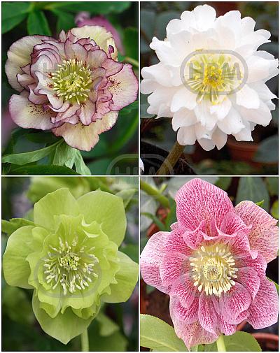 S32 Helleborus Double Ellen 2 (4x15) x 60