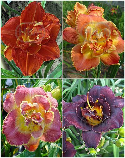 S32 Hemerocallis Double B (4x12) x 48