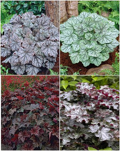 S32 Heuchera (4x12) x 48