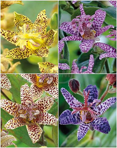 S32 Tricyrtis (4x15) x 60