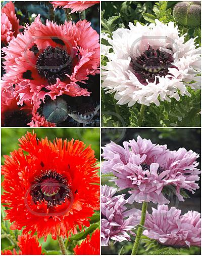 S32 Papaver Ruffles (4x15) x 60