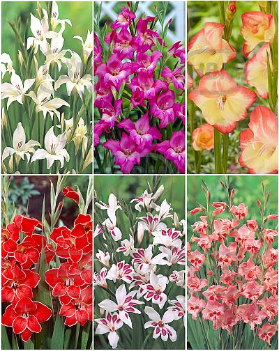S15 Mini Gladiolus (6x75)