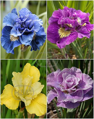 S32 Iris Siberica (4x15) x 60