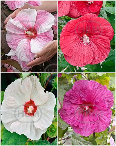 S32 Hibiscus XXL  (4x12) x 48