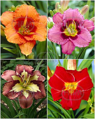 S32 Hemerocallis B (4x12) x 48