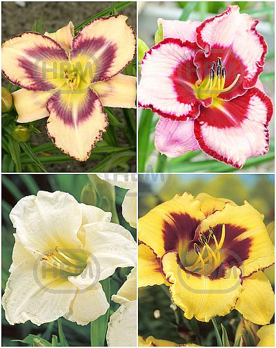 S32 Hemerocallis A (4x12) x 48